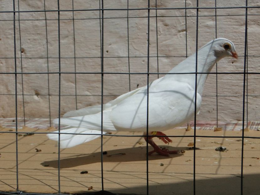 m 2017  8919_3 - tineret 2017