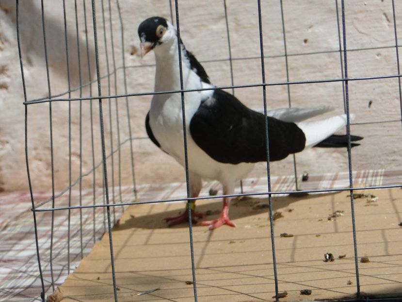 f 2017  9021_1 - tineret 2017