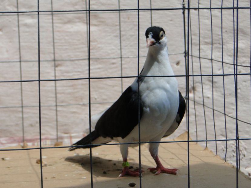 f 2017  9021_2 - tineret 2017