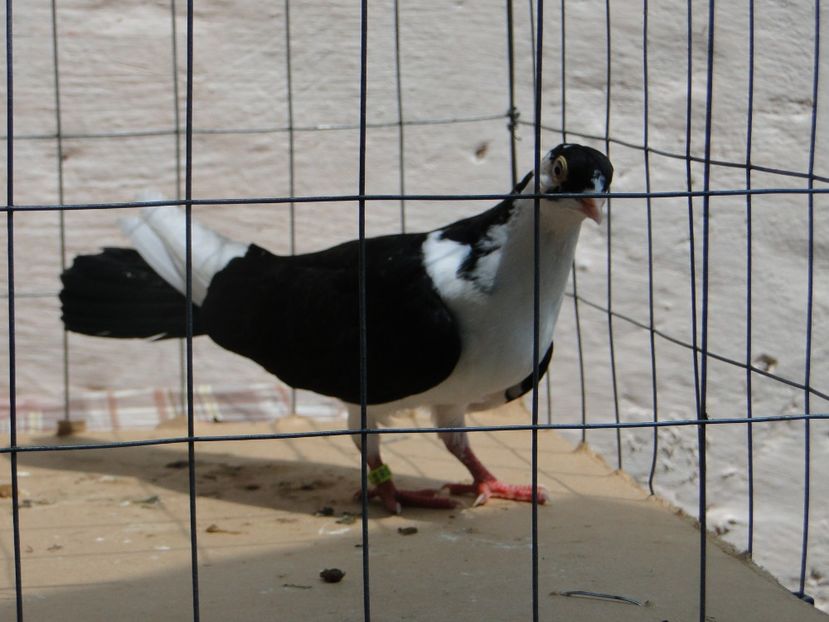 f 2017  9021_3 - tineret 2017