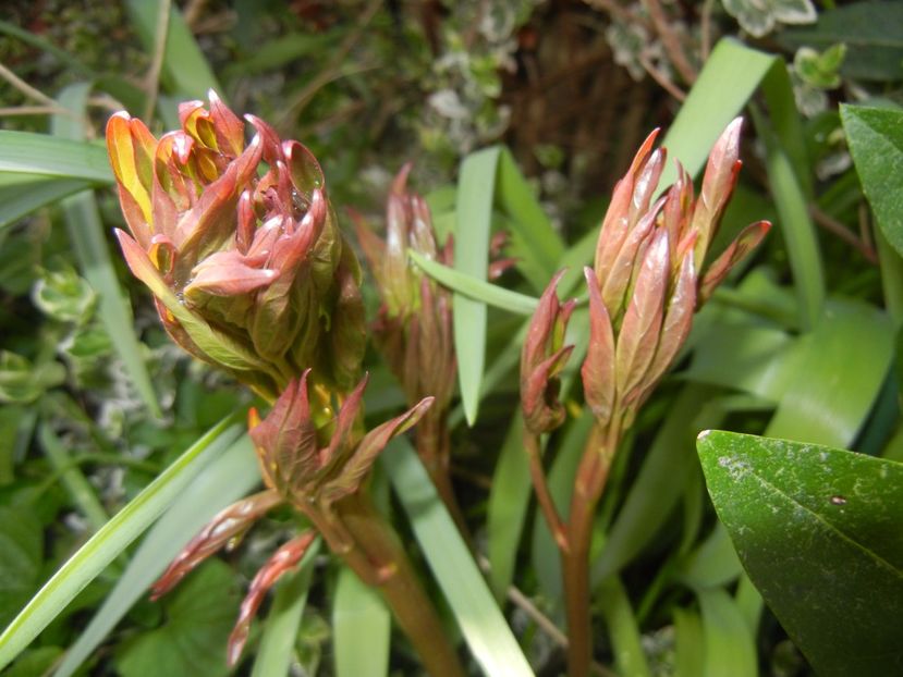 Peony. Bujor (2017, April 13) - BUJORI_Peony Paeonia