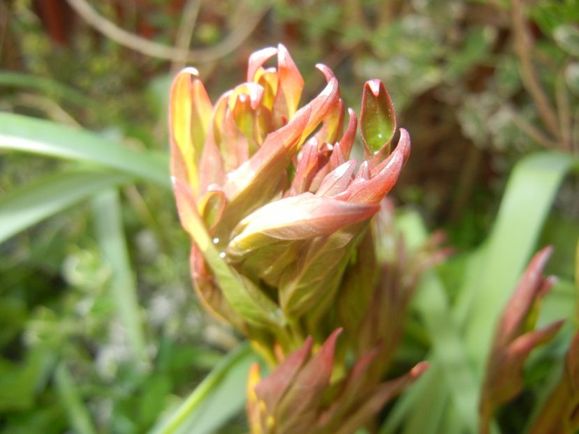 Peony. Bujor (2017, April 13) - BUJORI_Peony Paeonia