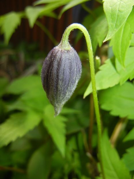 Clematis Pamela Jackman (2017, Apr.16) - Clematis Pamela Jackman