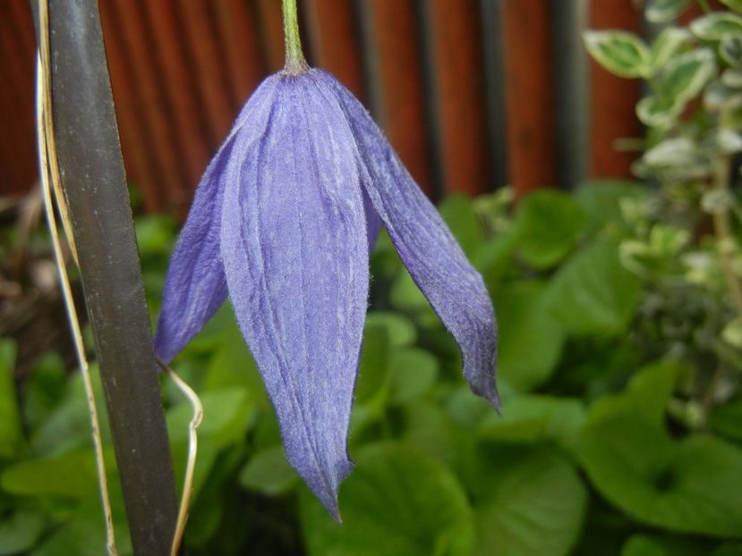 Clematis Pamela Jackman (2017, Apr.16) - Clematis Pamela Jackman