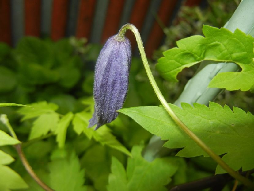 Clematis Pamela Jackman (2017, Apr.16) - Clematis Pamela Jackman