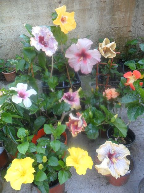  - hibiscusi 2017-2