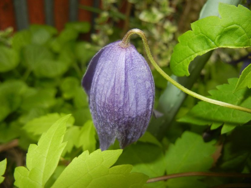 Clematis Pamela Jackman (2017, Apr.21) - Clematis Pamela Jackman