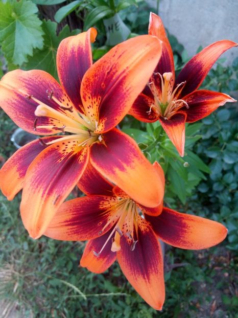 dureaza foarte mult - 0 - CRINI