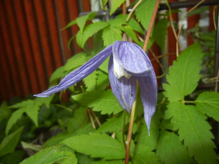 Clematis Pamela Jackman (2017, May 02) - Clematis Pamela Jackman