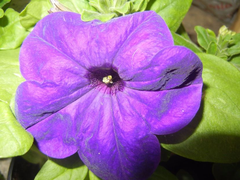 Purple Petunia (2017, April 28) - PETUNIA Simple