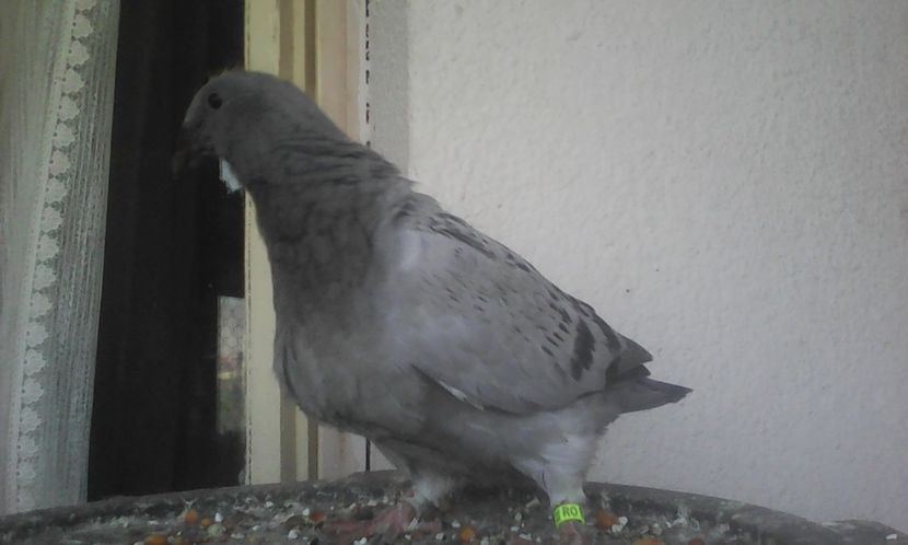 Magic - PUII 2017 DIN LA FABRICA