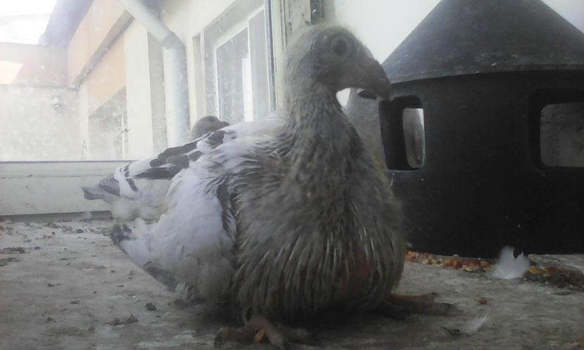 Candya - PUII 2017 DIN LA FABRICA