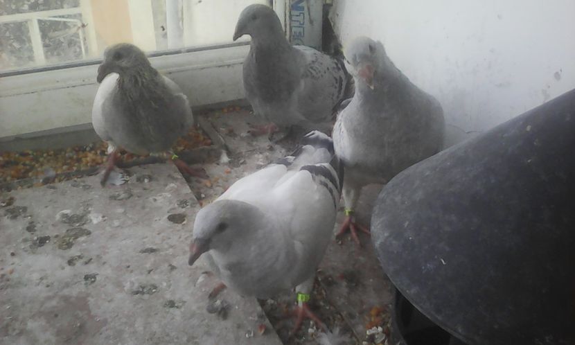 Oltean klan - PUII 2017 DIN LA FABRICA