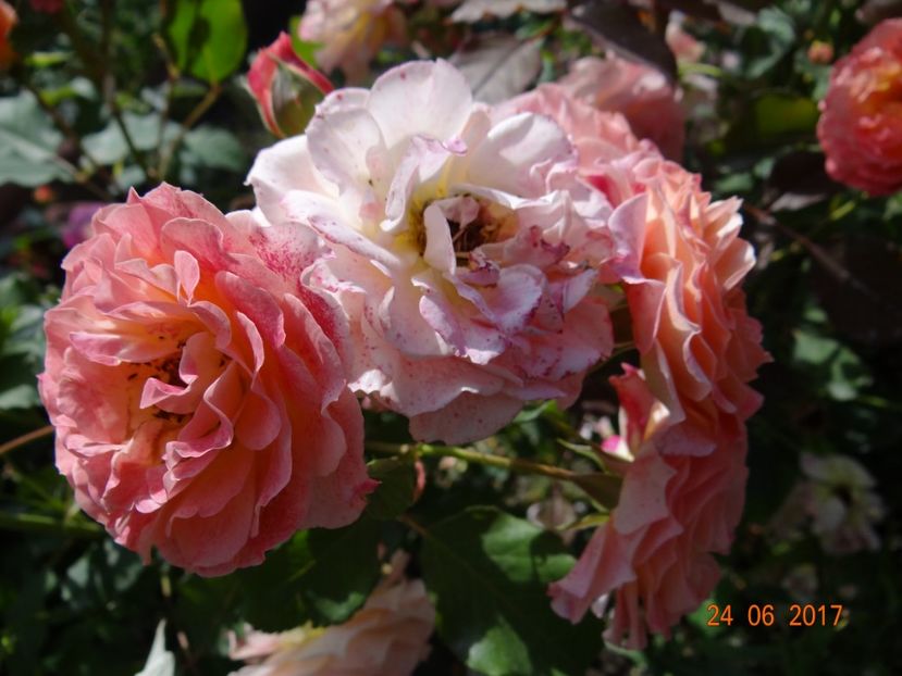  - Michelle Bedrossian