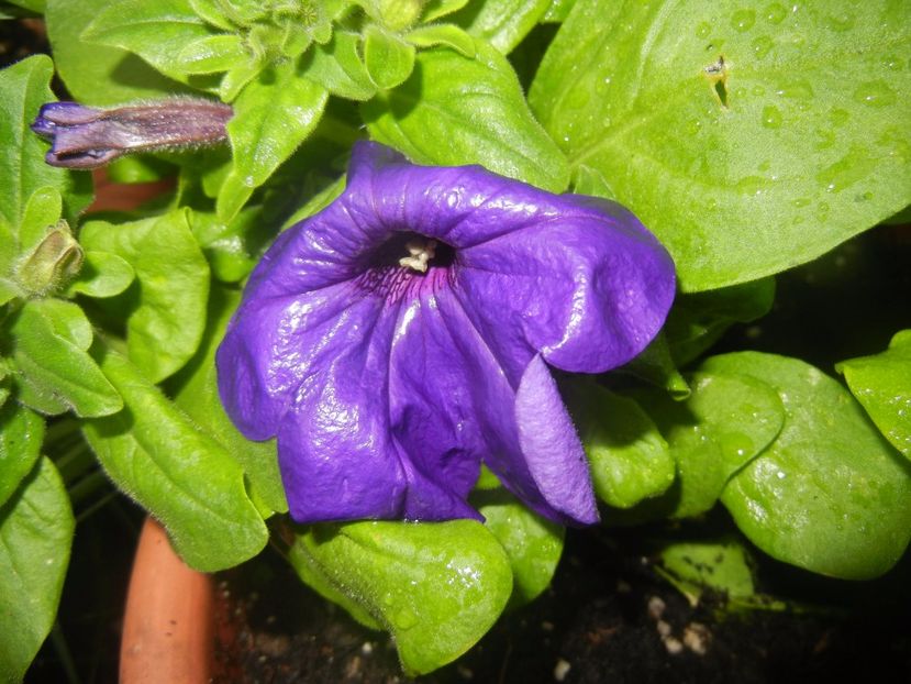 Purple Petunia (2017, April 30) - PETUNIA Simple