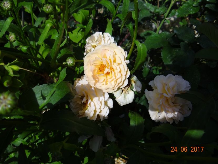  - Chapeau de Mireille