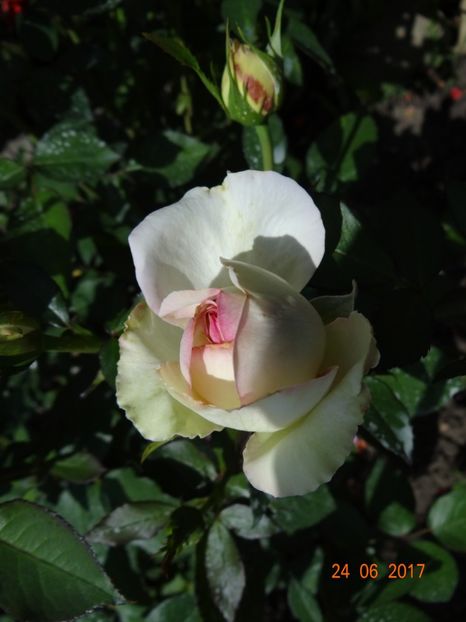  - Biedermeyer Garden