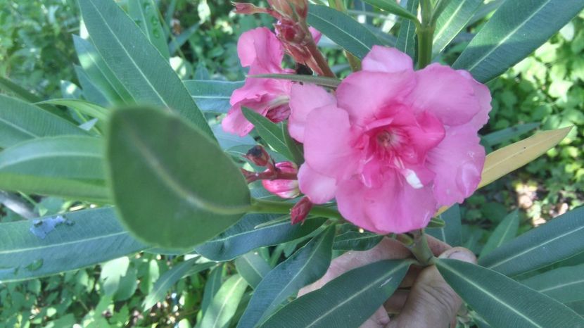 roz batut - Flori apartament