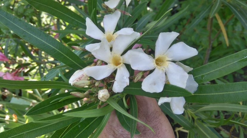 leandru galbui - Flori apartament