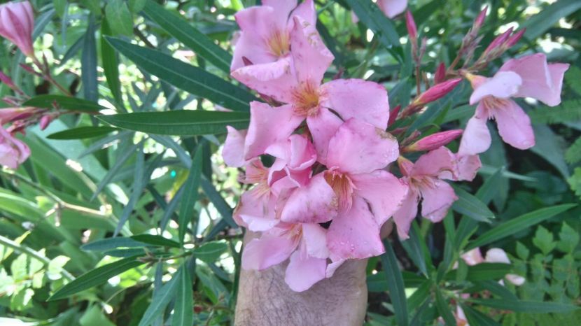 Tito Poggi - Flori apartament