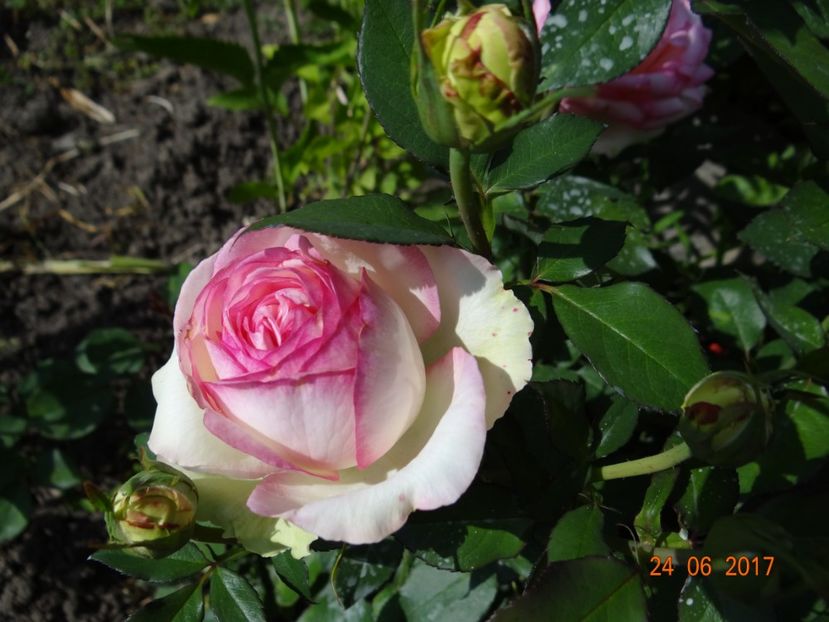  - Biedermeyer Garden