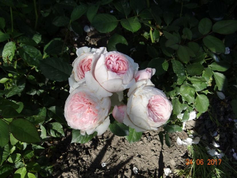 Geoff - Geoff Hamilton