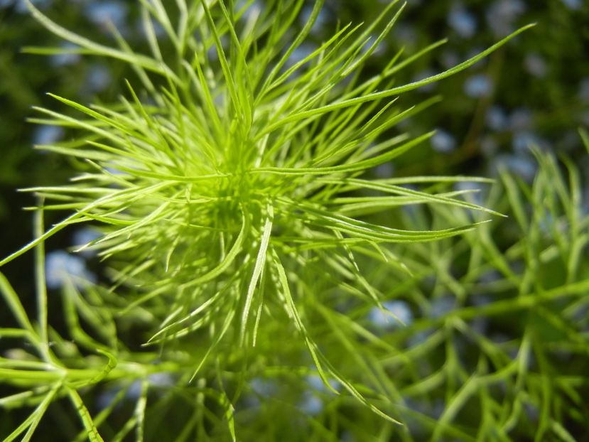 Nigella damascena (2017, May 02) - NIGELLA Damascena