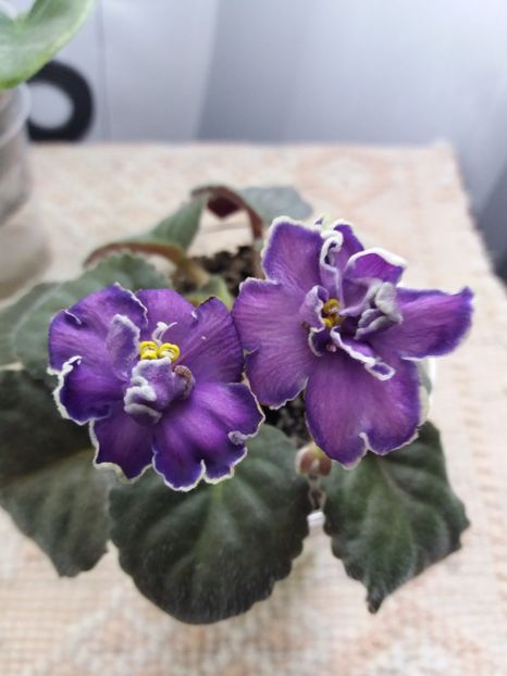 25 iunie - ZZ King s Treasure