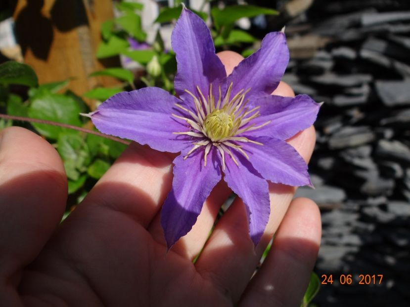? - Clematite