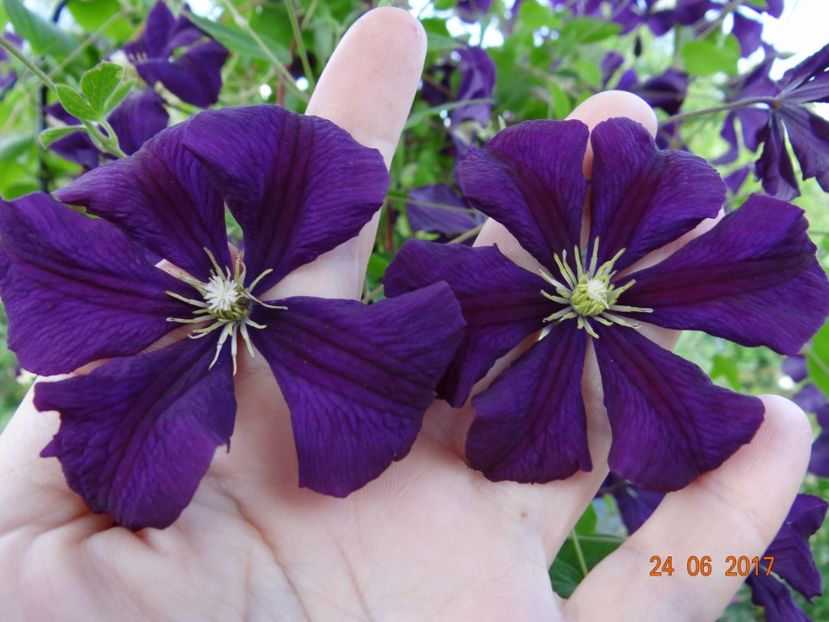  - Clematite