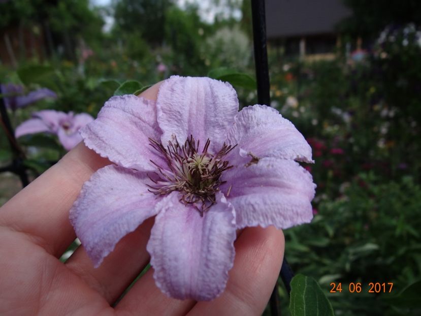 ? - Clematite
