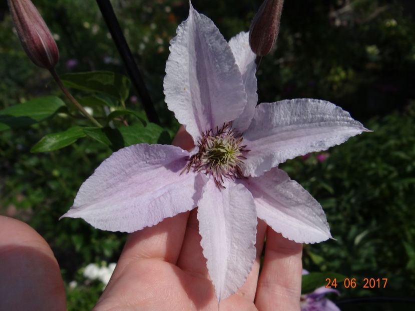  - Clematite