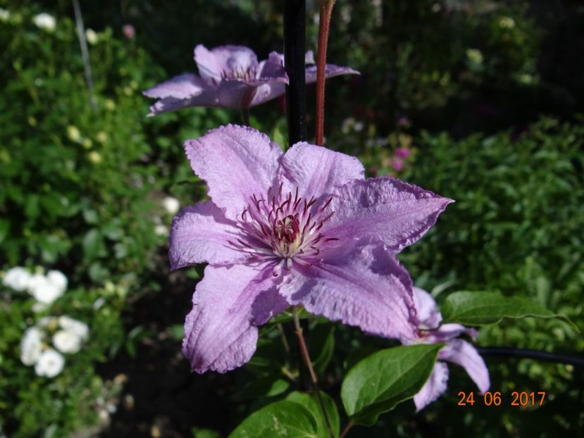 cumparata anul acesta din Dedeman - Clematite