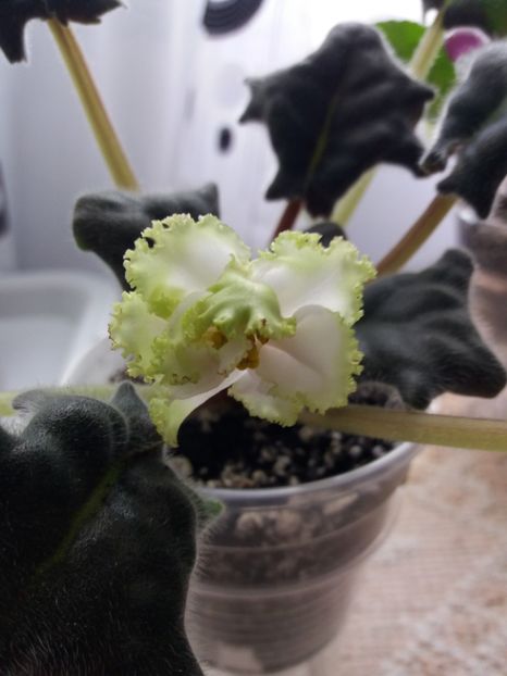 25 iunie - ZZ RS Lesnoe Kruzhevo