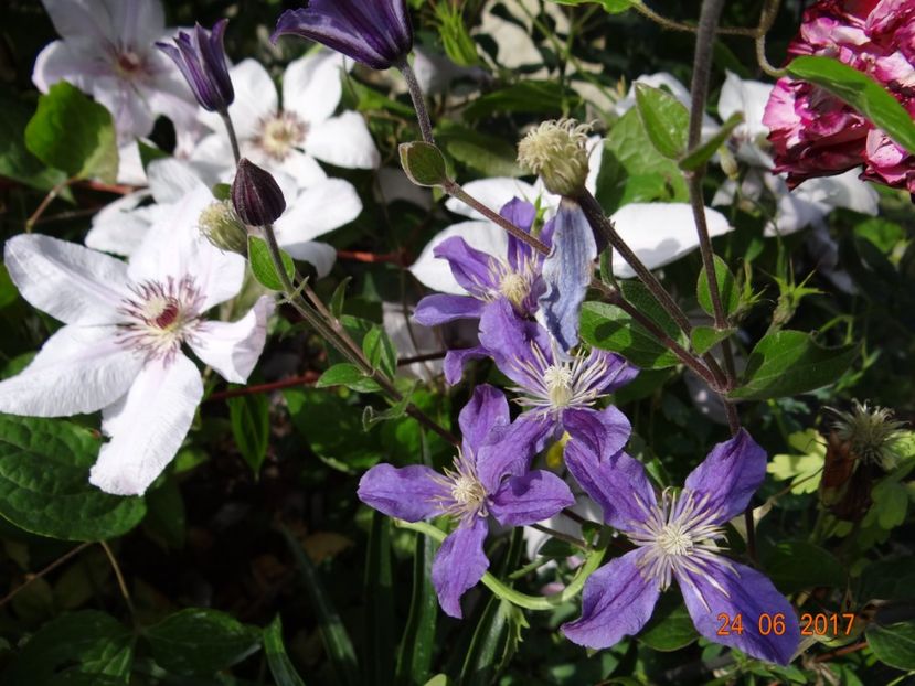 Arabella si John Paul II - Clematite