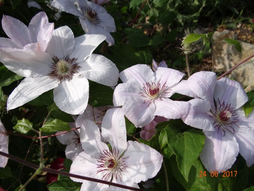  - Clematite