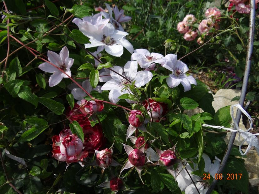  - Clematite