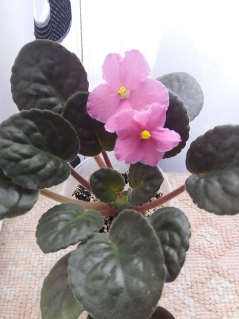 25 iunie - ZZ Ode To Beauty