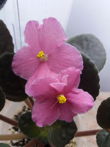 25 iunie - ZZ Ode To Beauty