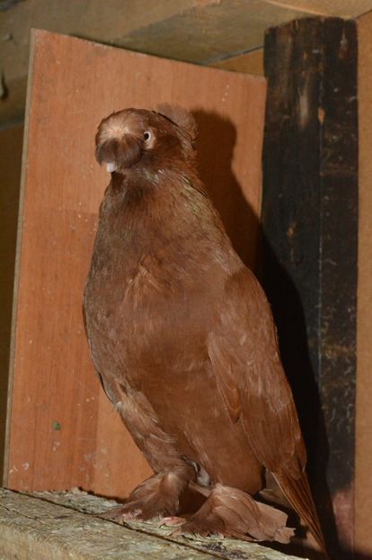  - JDB Galbeni si Rosii