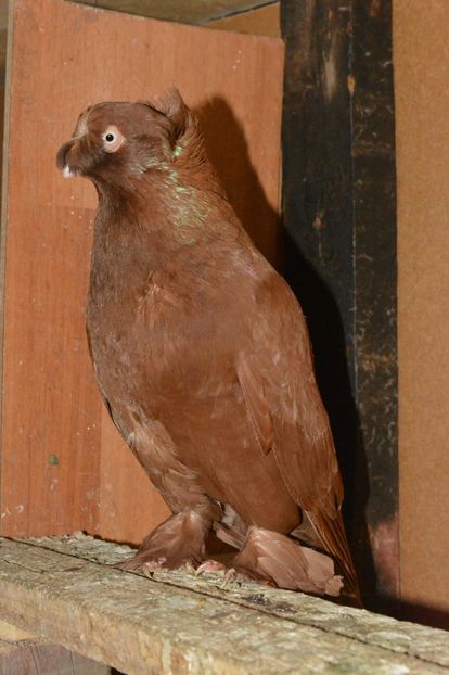  - JDB Galbeni si Rosii