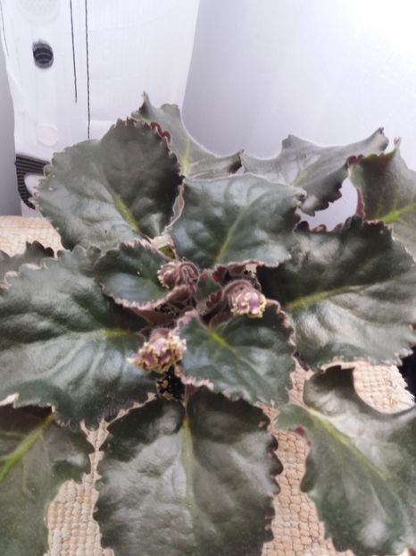 25 iunie - ZZ LE Pariszkije Tainy