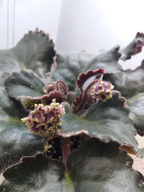 25 iunie - ZZ LE Pariszkije Tainy