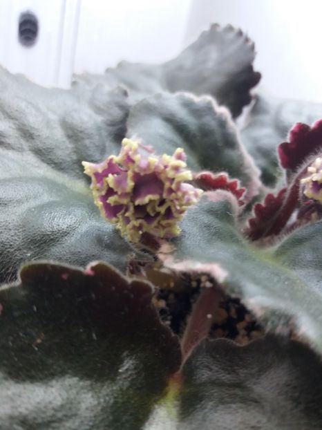 25 iunie - ZZ LE Pariszkije Tainy