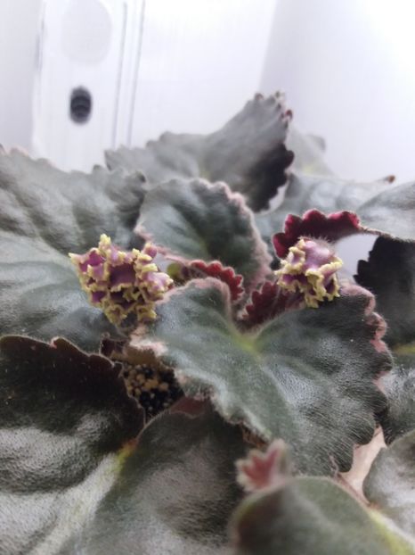 25 iunie - ZZ LE Pariszkije Tainy