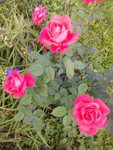  - TRANDAFIRI 2017_2018