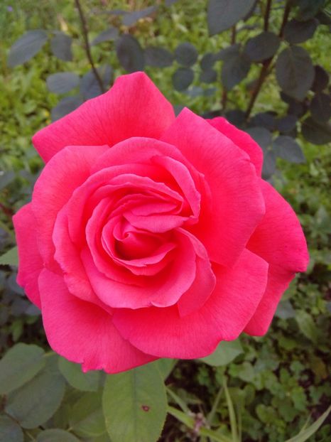  - TRANDAFIRI 2017_2018