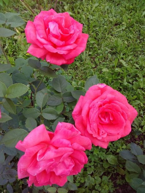  - TRANDAFIRI 2017_2018