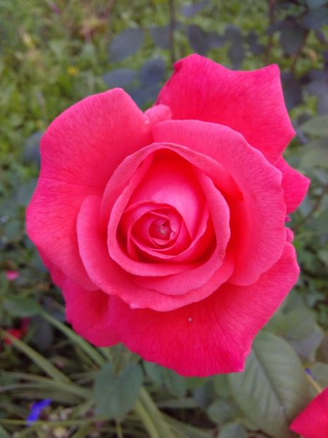  - TRANDAFIRI 2017_2018