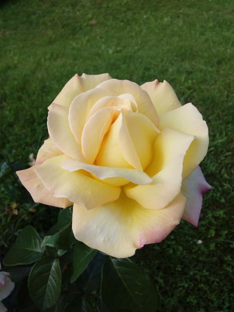  - TRANDAFIRI 2017_2018